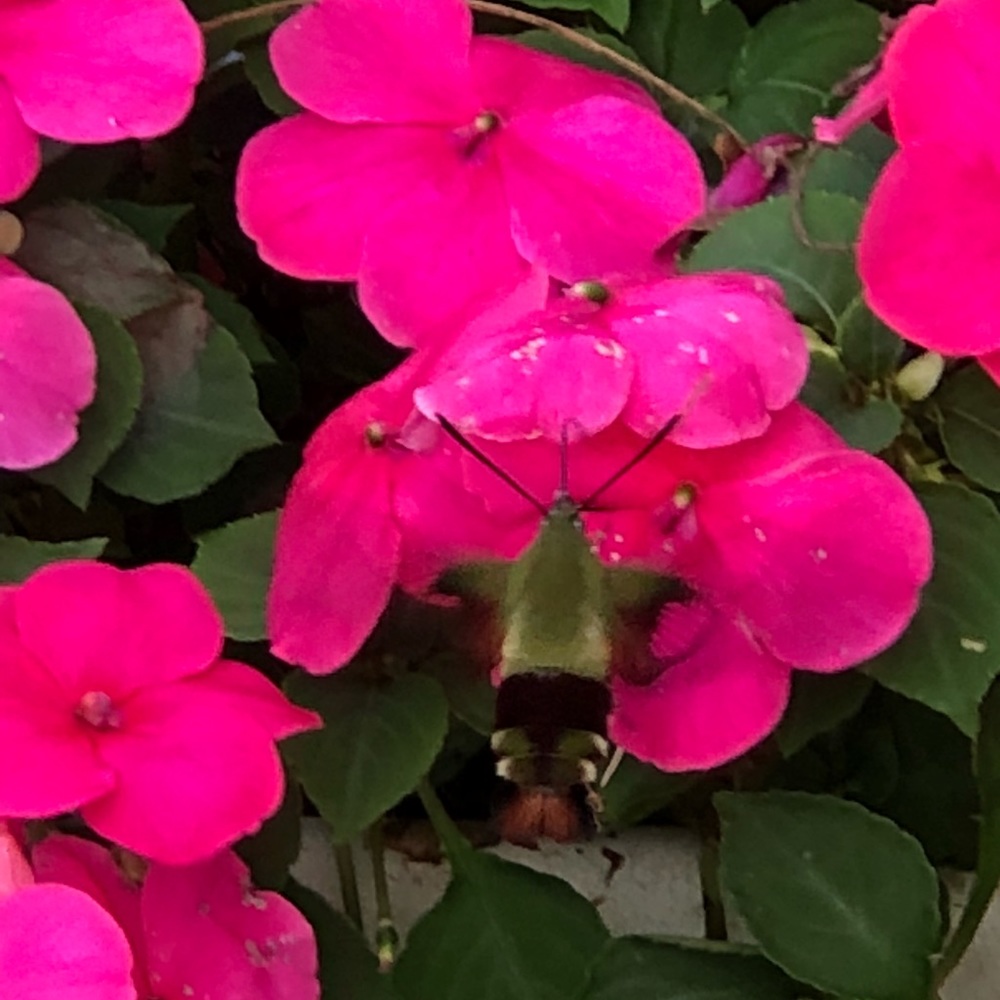 Meet your Posher, Sheila